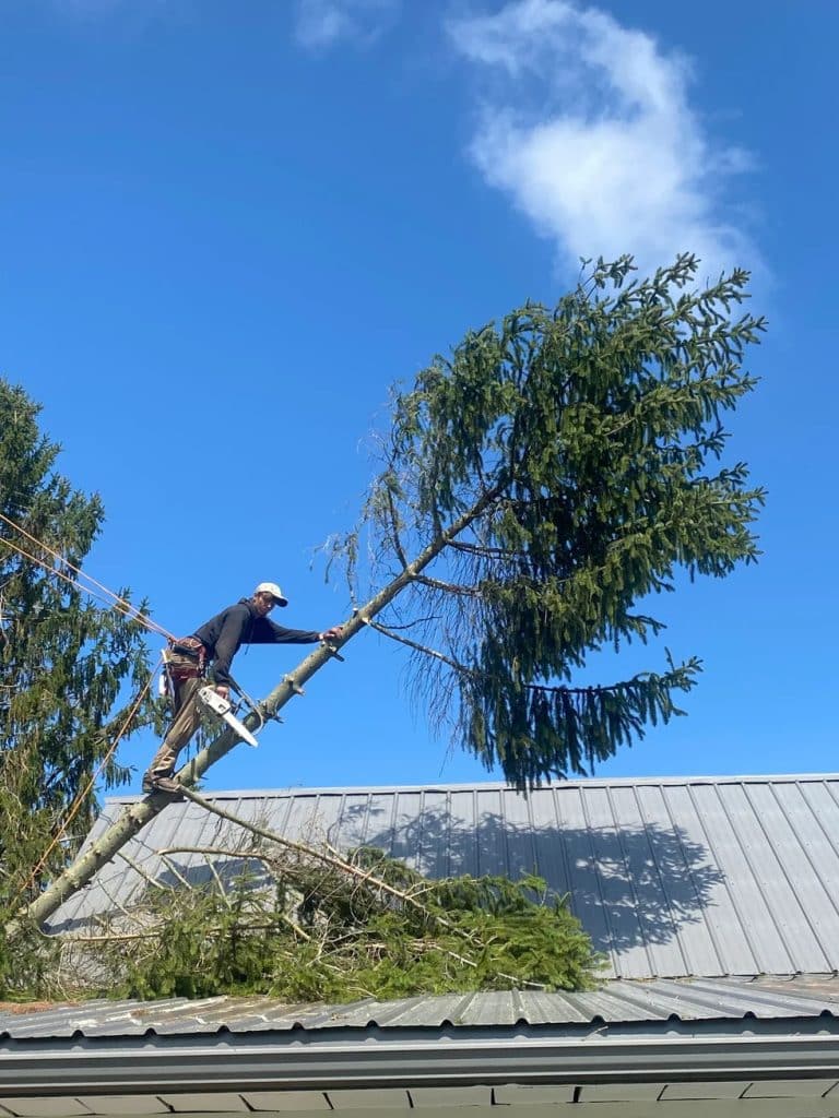 Tree removal service