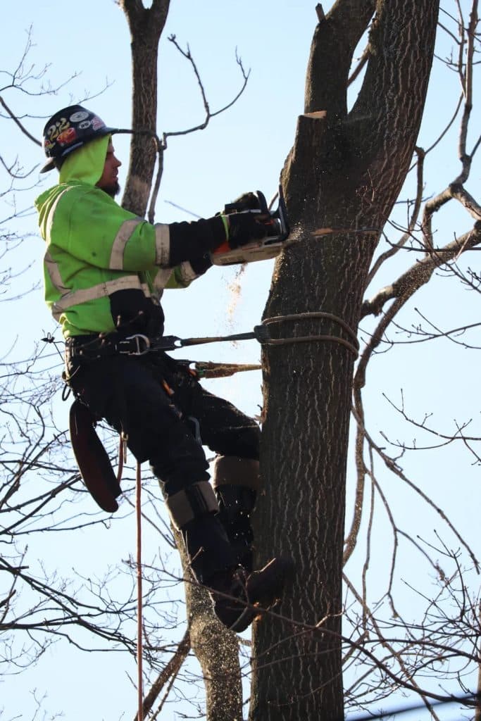 Tree removal service