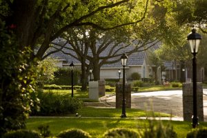 Read more about the article The Benefits of Regular Tree Inspections for 2025