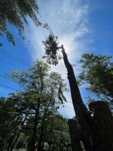 Read more about the article Fall Tree Inspections: Make Your End to 2025 a Safe One