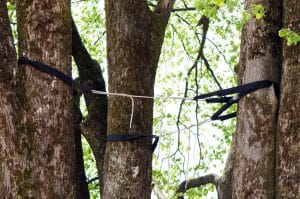 Read more about the article Why Cabling and Bracing is Essential for Your Trees This Winter