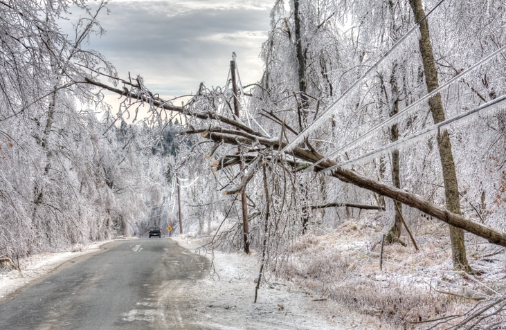 Read more about the article How to Protect Your Trees from Winter Storms in 2025