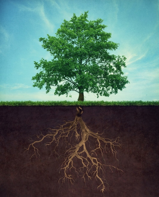 You are currently viewing Late-Summer Fertilization: 5 Reasons for Extra Nutrients